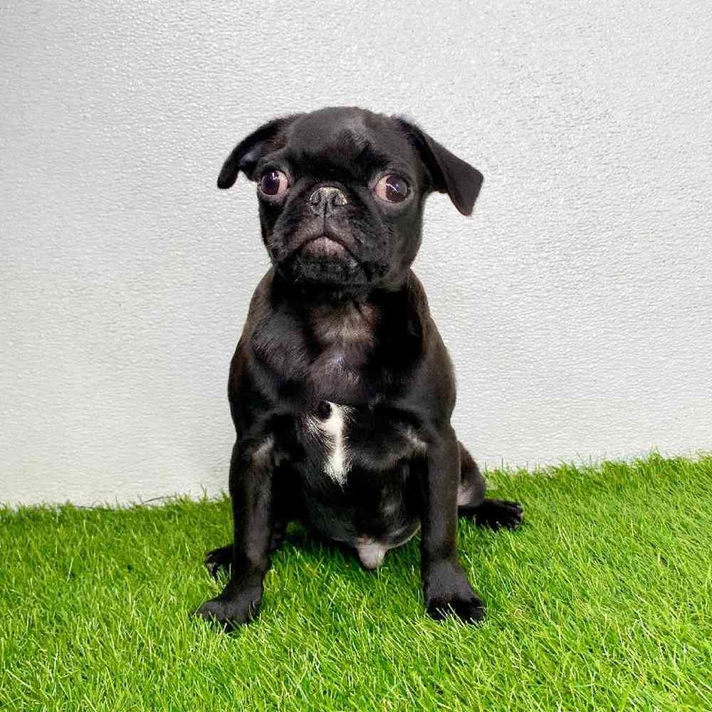 pet breed image