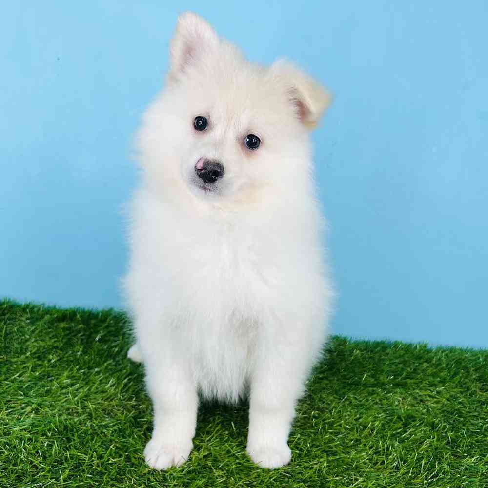 Pomimo puppies for deals sale near me