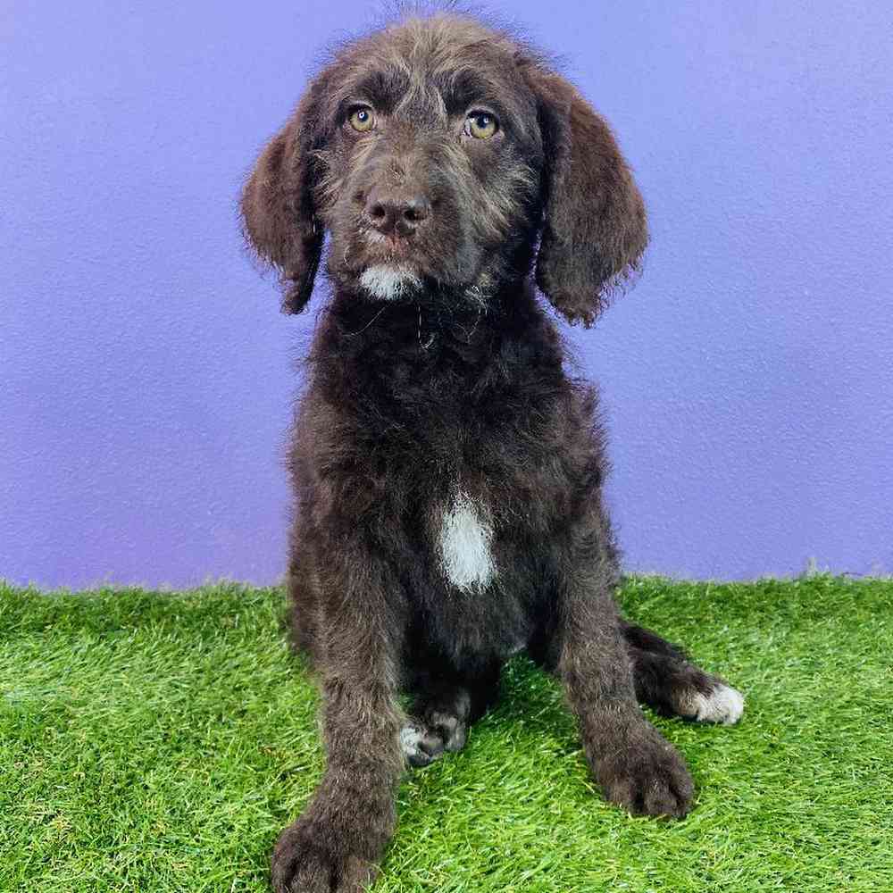 Female Labradoodle Puppy for sale