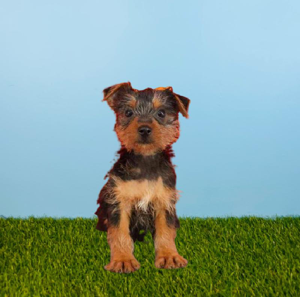 Female Silky Terrier Puppy for sale