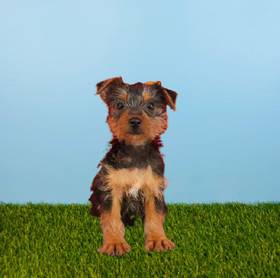 Silky Terrier