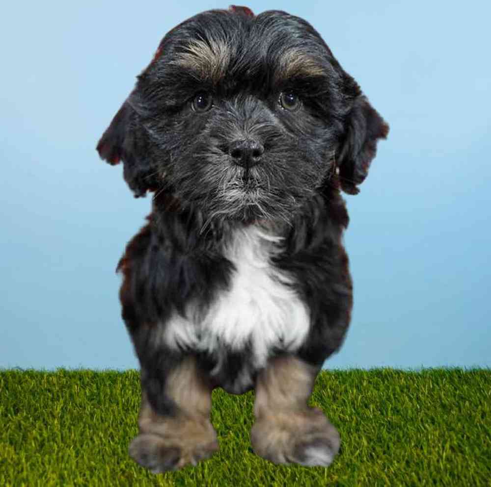 Female Lachon Puppy for sale