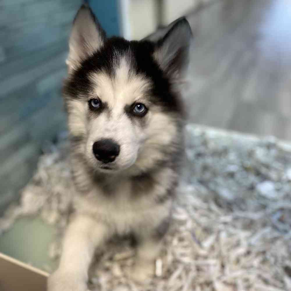 carousel pet images