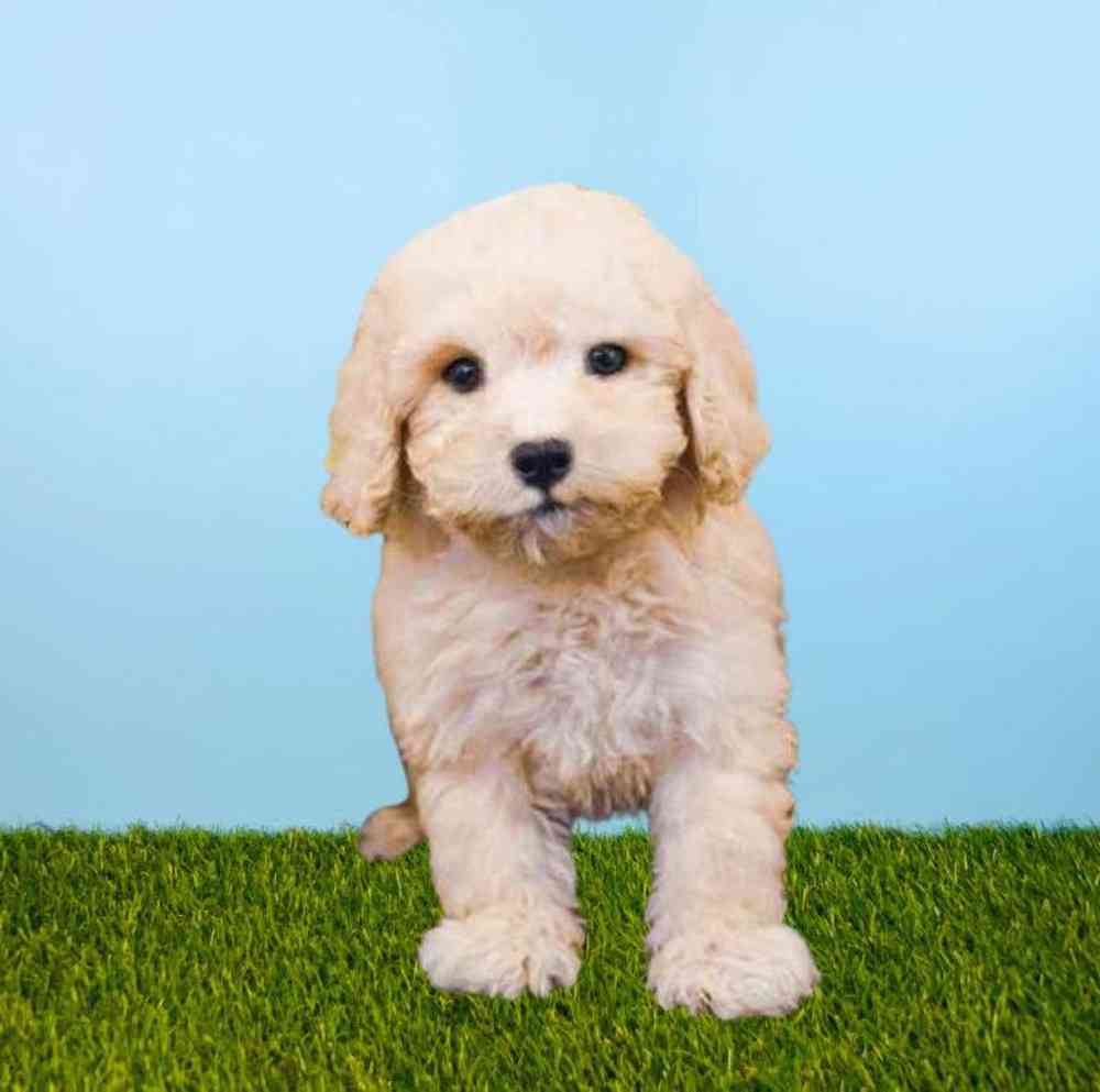 Cavachon-Poodle