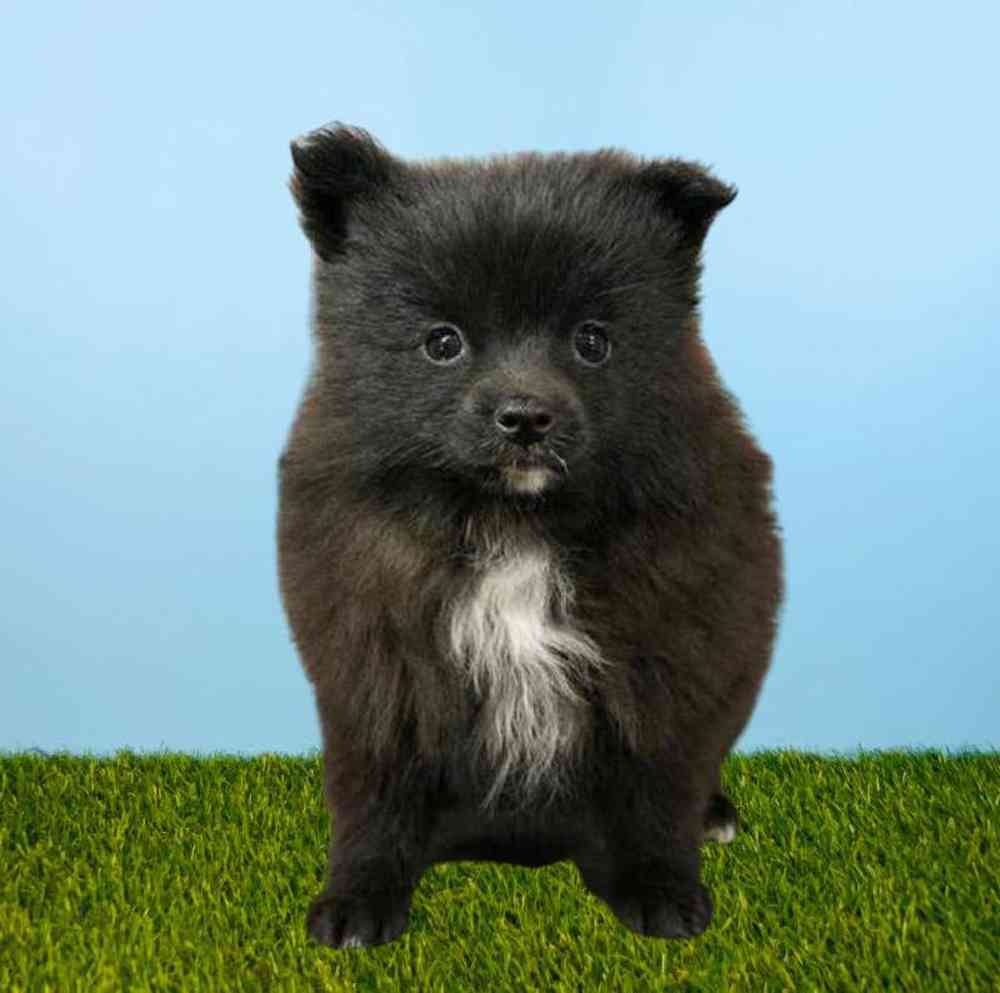 Female Pomeranian Puppy for Sale in Meridian, ID