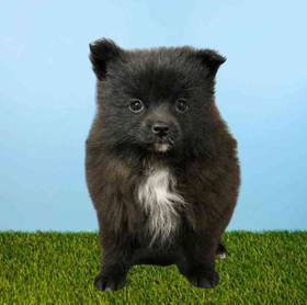 Pomeranian