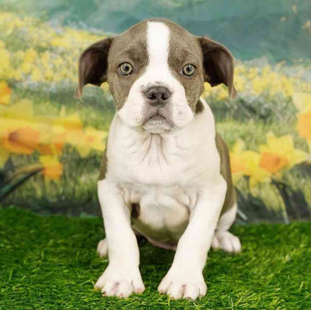 pet breed image