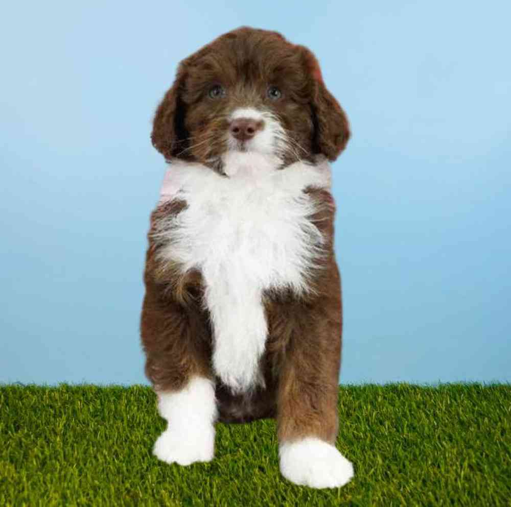 Mini Aussiedoodle F2 Puppies for Sale Meridian