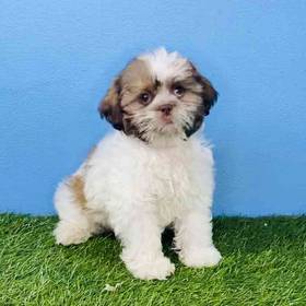 Shih Tzu