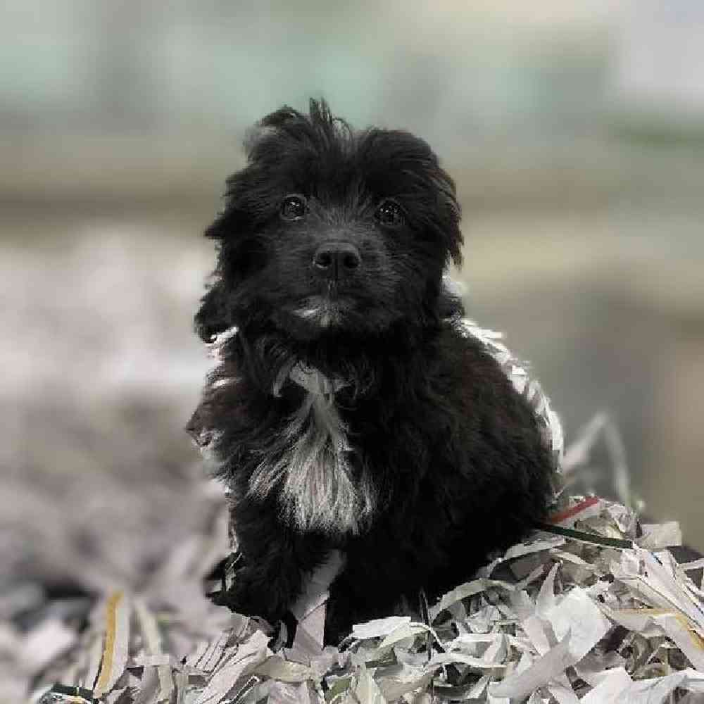 carousel pet images