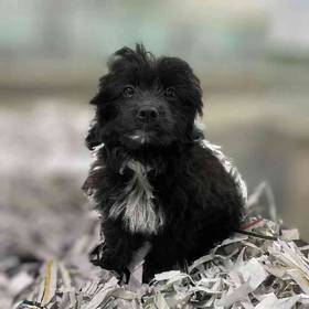 Mini Aussiedoodle