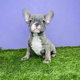 French Bulldog