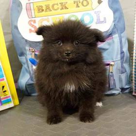 Pomeranian
