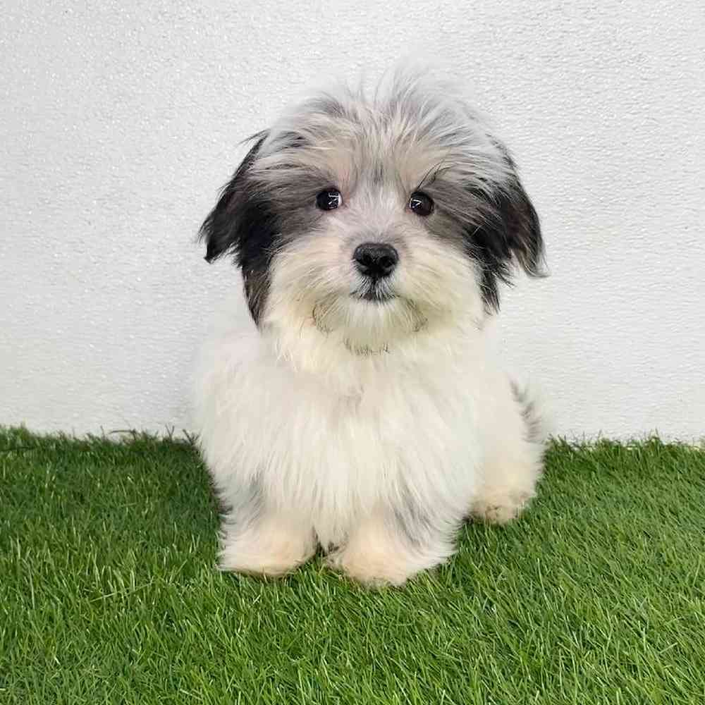 pet breed image