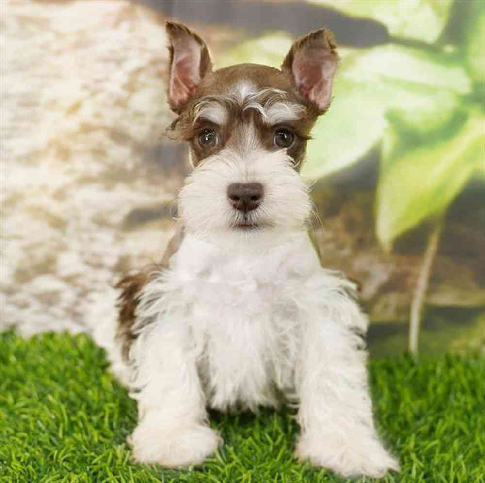 pet breed image
