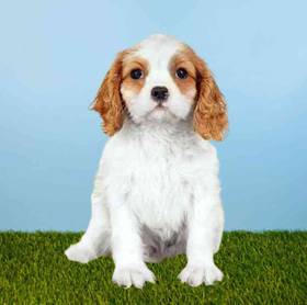 Cavalier King Charles Spaniel