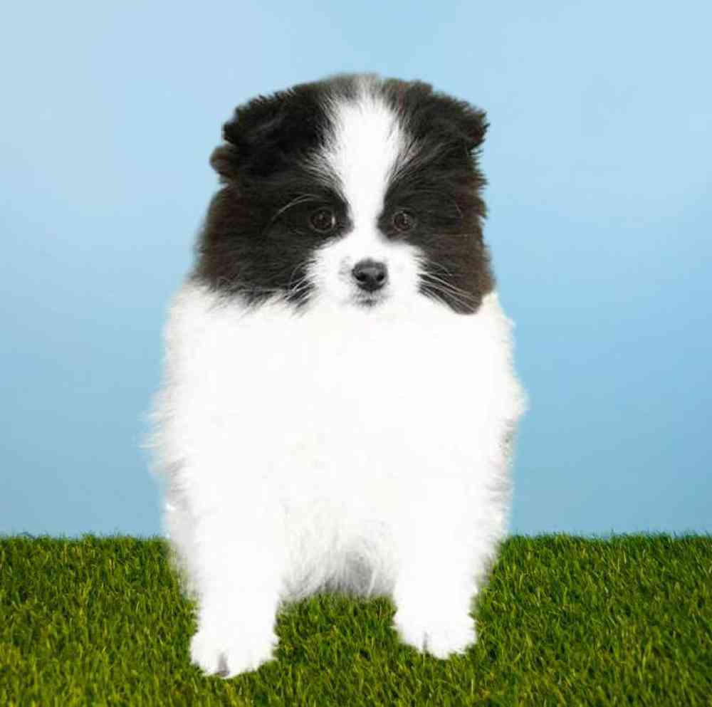 Pomeranian Puppies for Sale Meridian