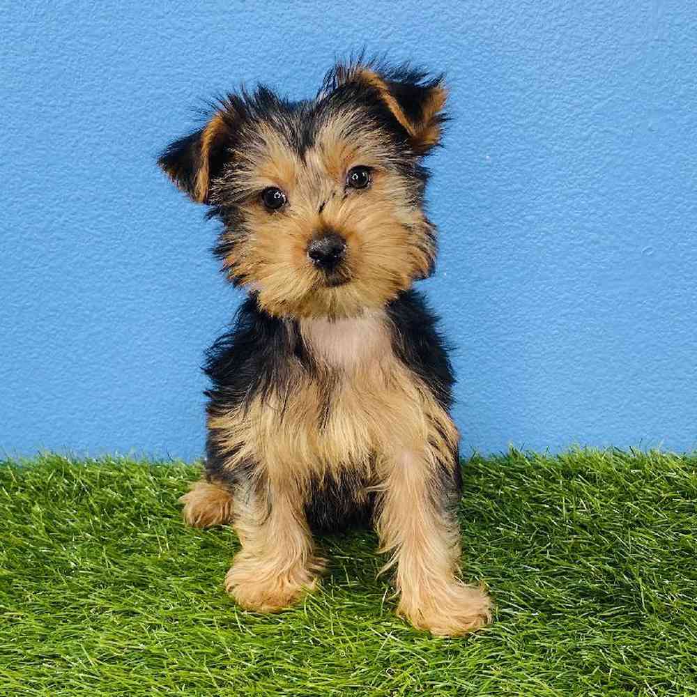 Female Yorkie Puppy for sale