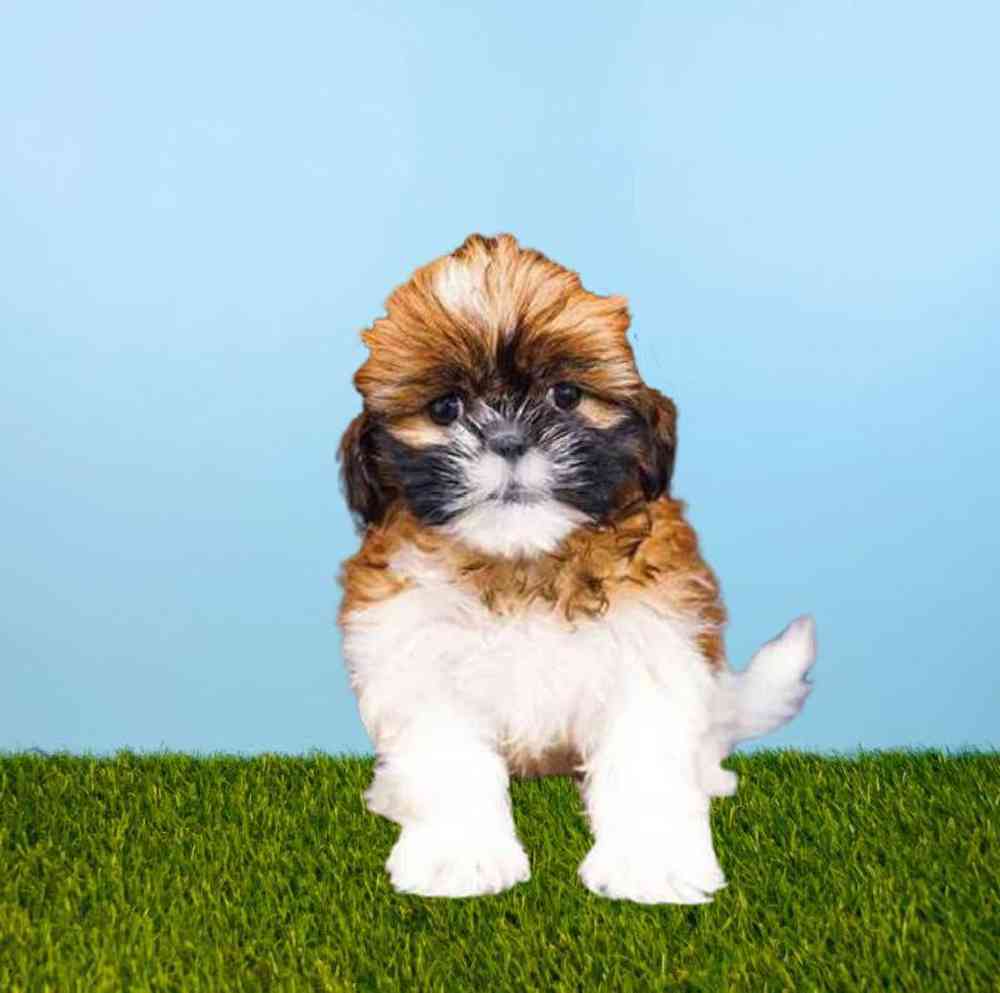 carousel pet images