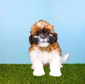 Shih Tzu