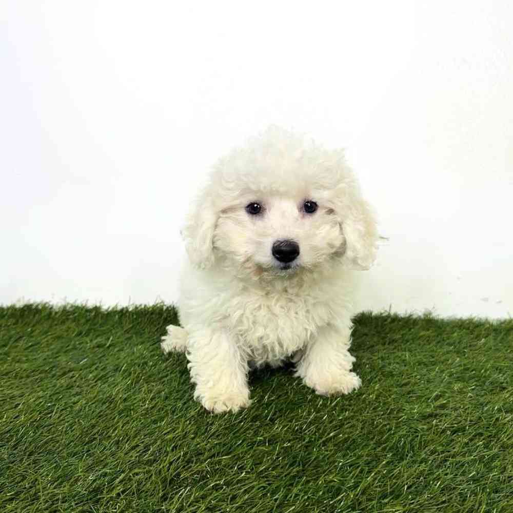 pet breed image