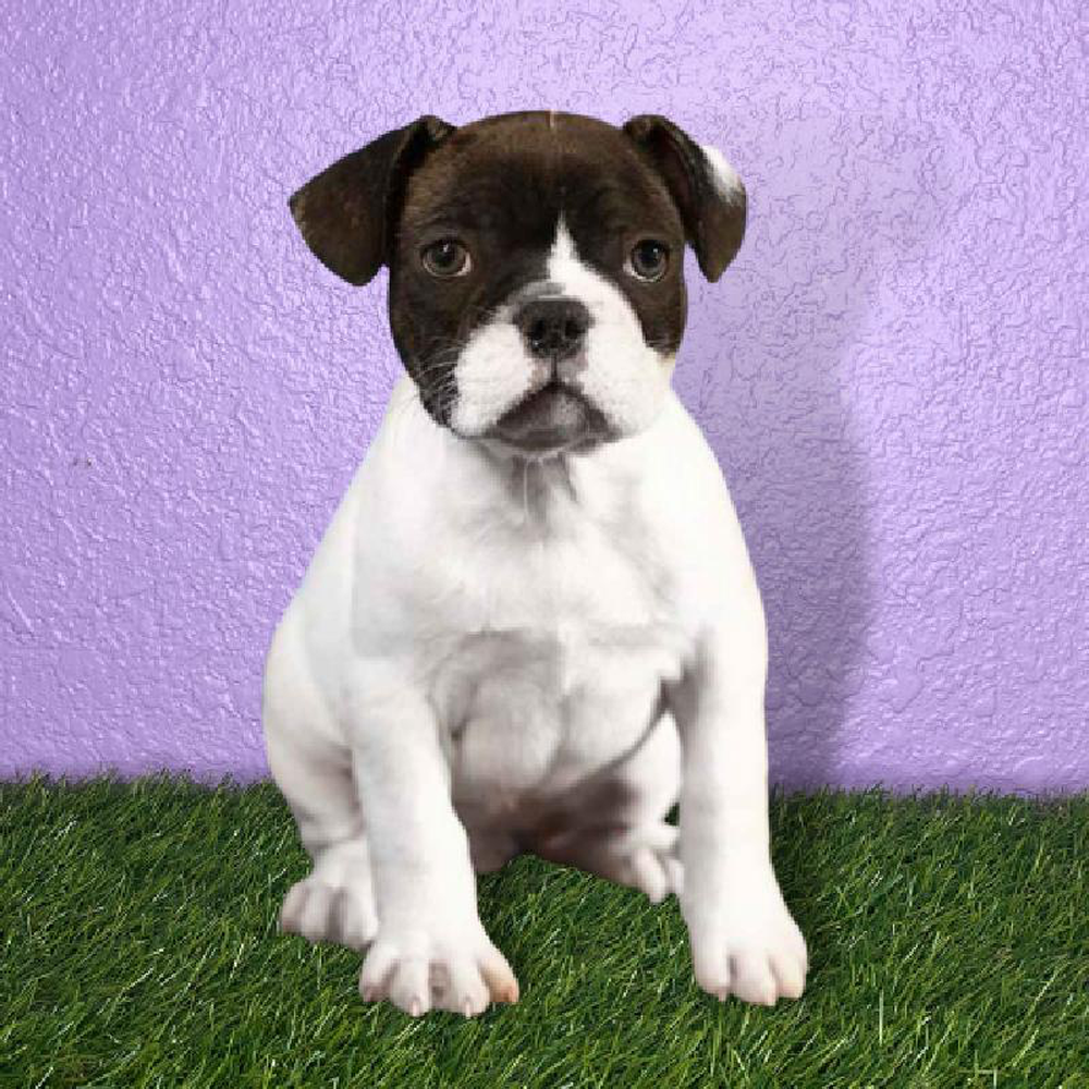 Male French Bulldog Puppy for sale