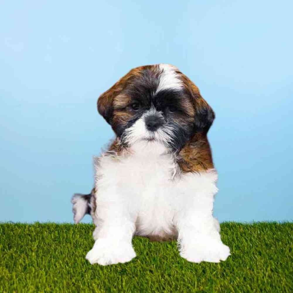 Male Shih Tzu Puppy for Sale in Meridian, ID