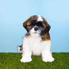 Shih Tzu