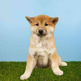 Shiba Inu