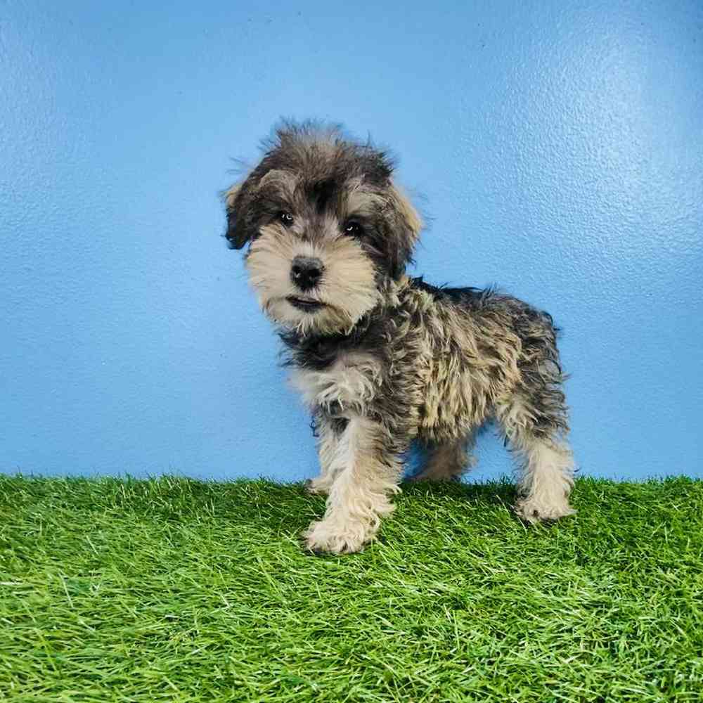 carousel pet images