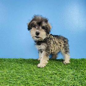 Schnoodle