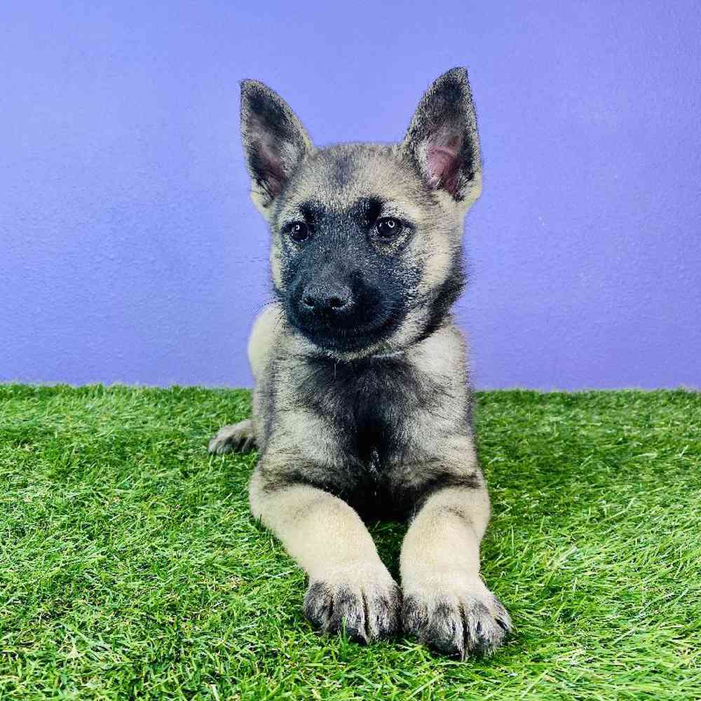 Male Norwegian Elkhound Puppy for sale