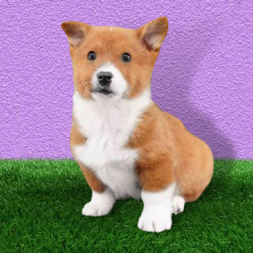 Male Pembroke Welsh Corgi Puppy for Sale in Marietta, GA