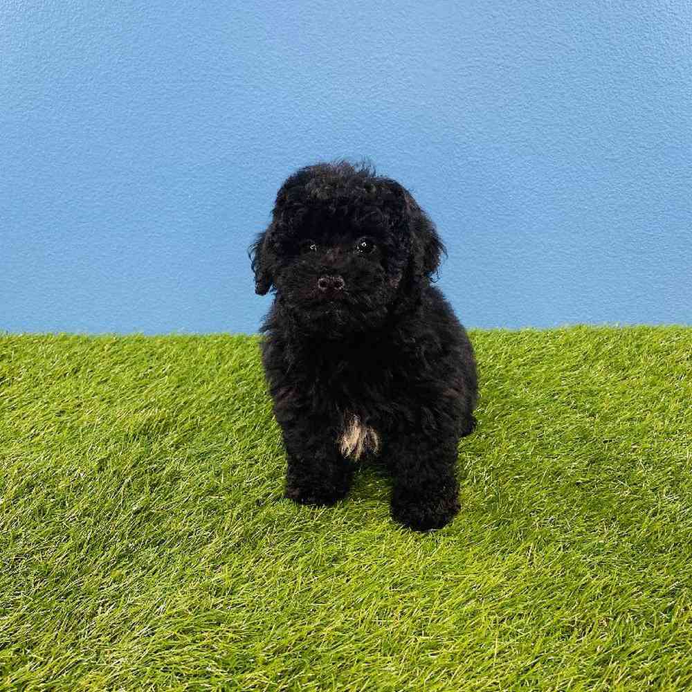 Male Poodle Puppy for sale