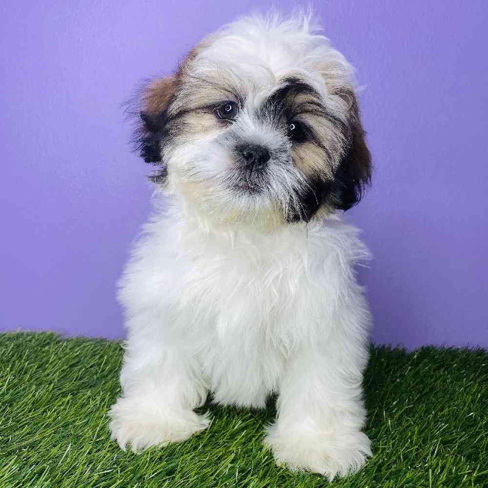 Female Shih Tzu Puppy for sale