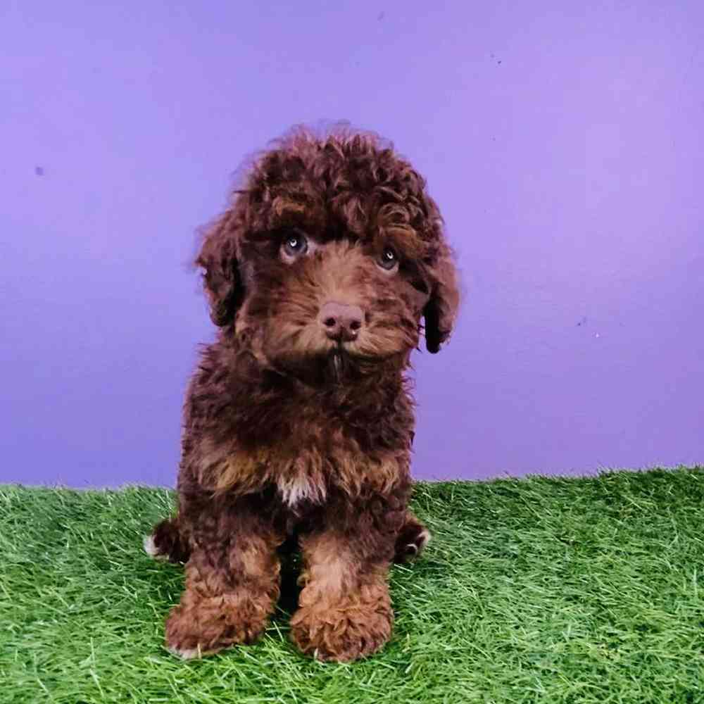 Male Poodle Puppy for sale