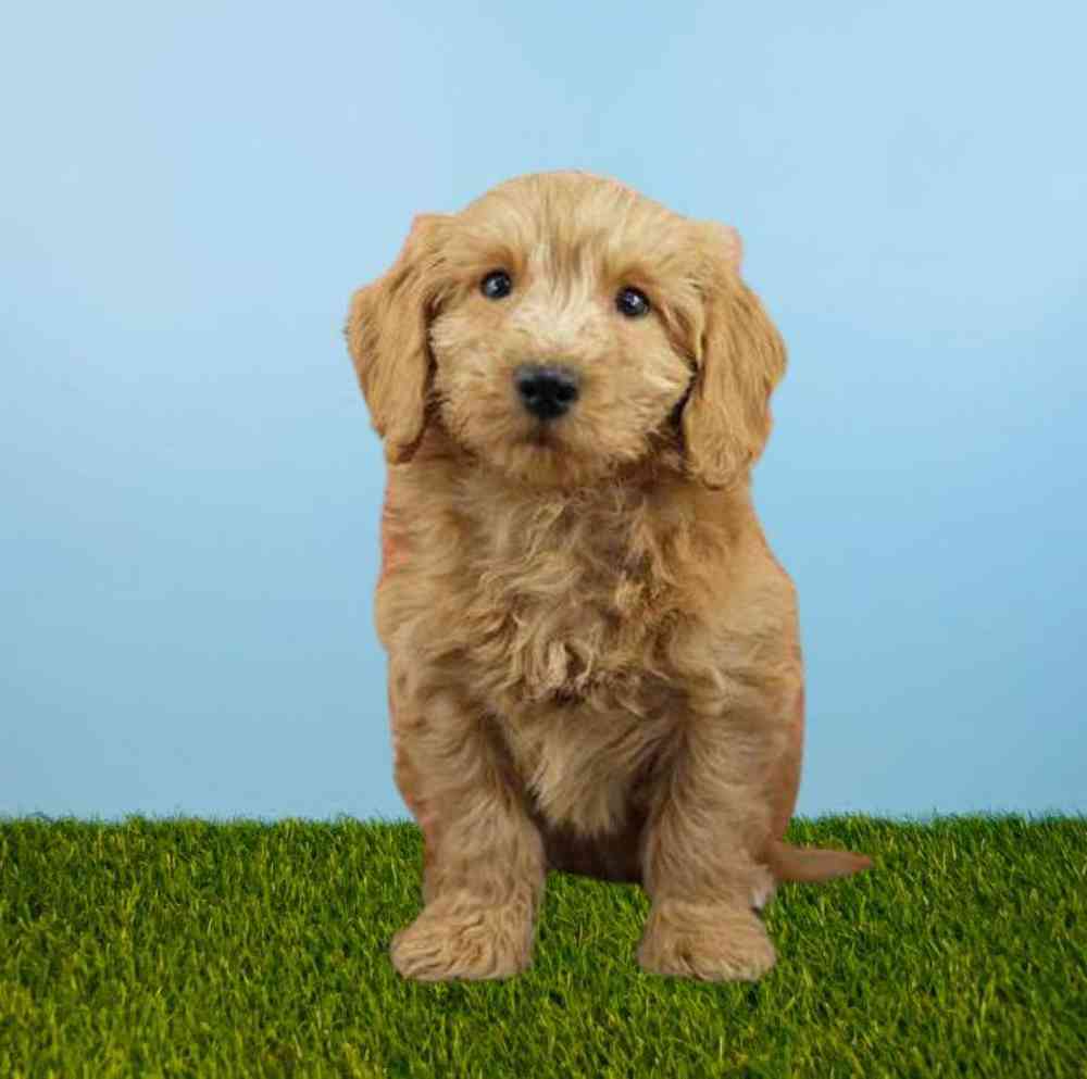 2nd Gen Mini Goldendoodle
