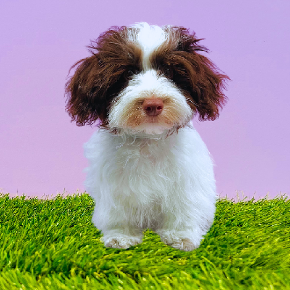 Female Havanese Puppy for Sale in Marietta, GA