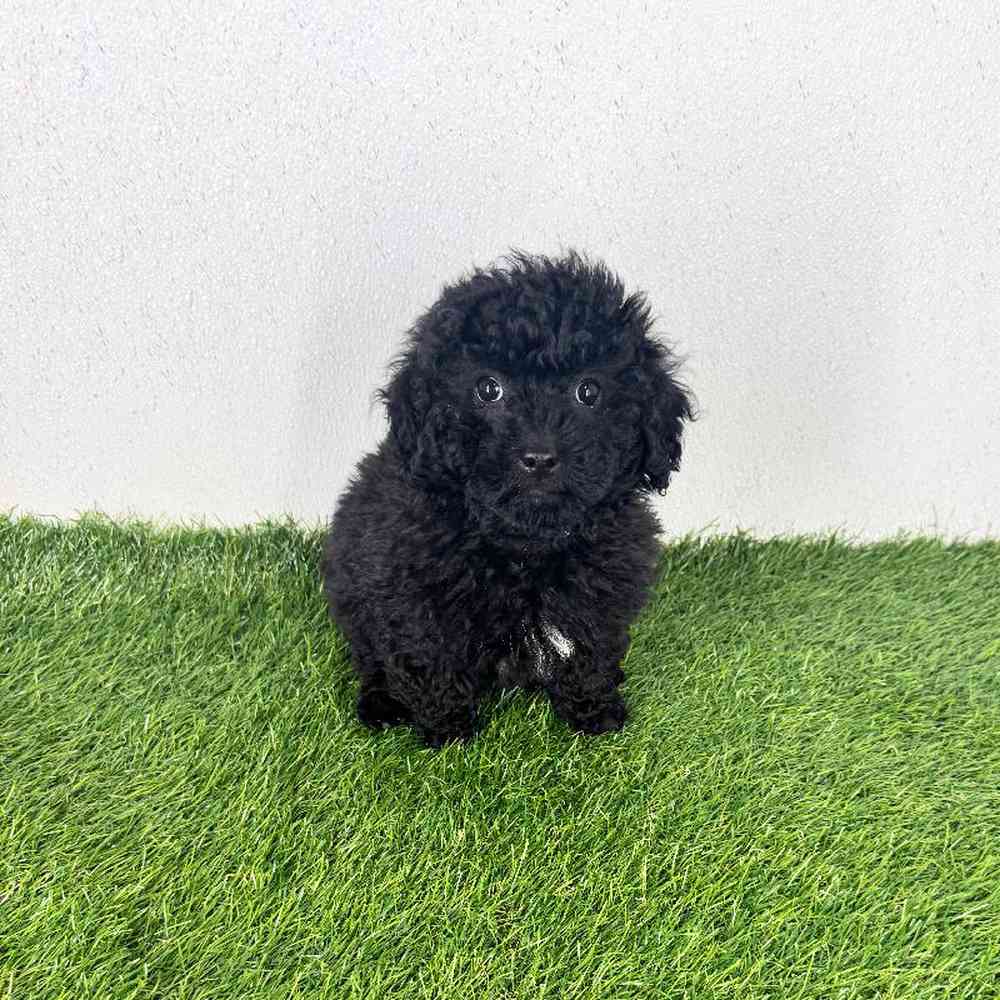 pet breed image