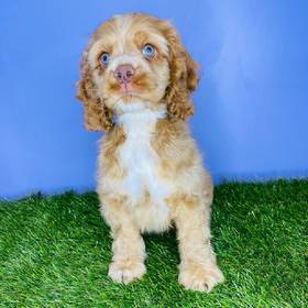 Cocker Spaniel