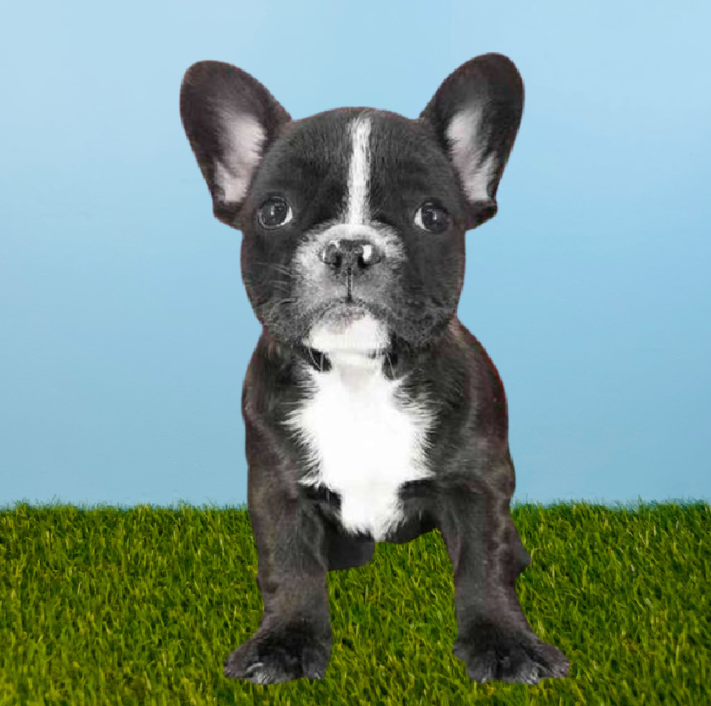 carousel pet images