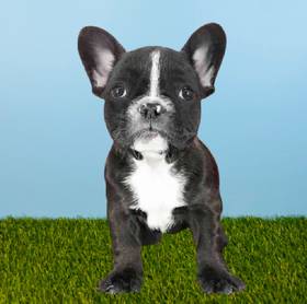 French Bulldog