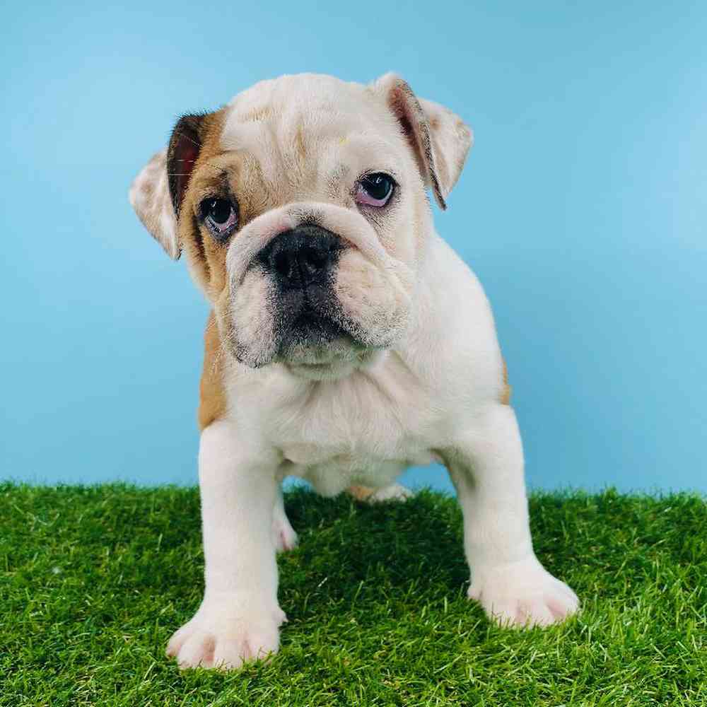 Female English Bulldog Puppy for sale