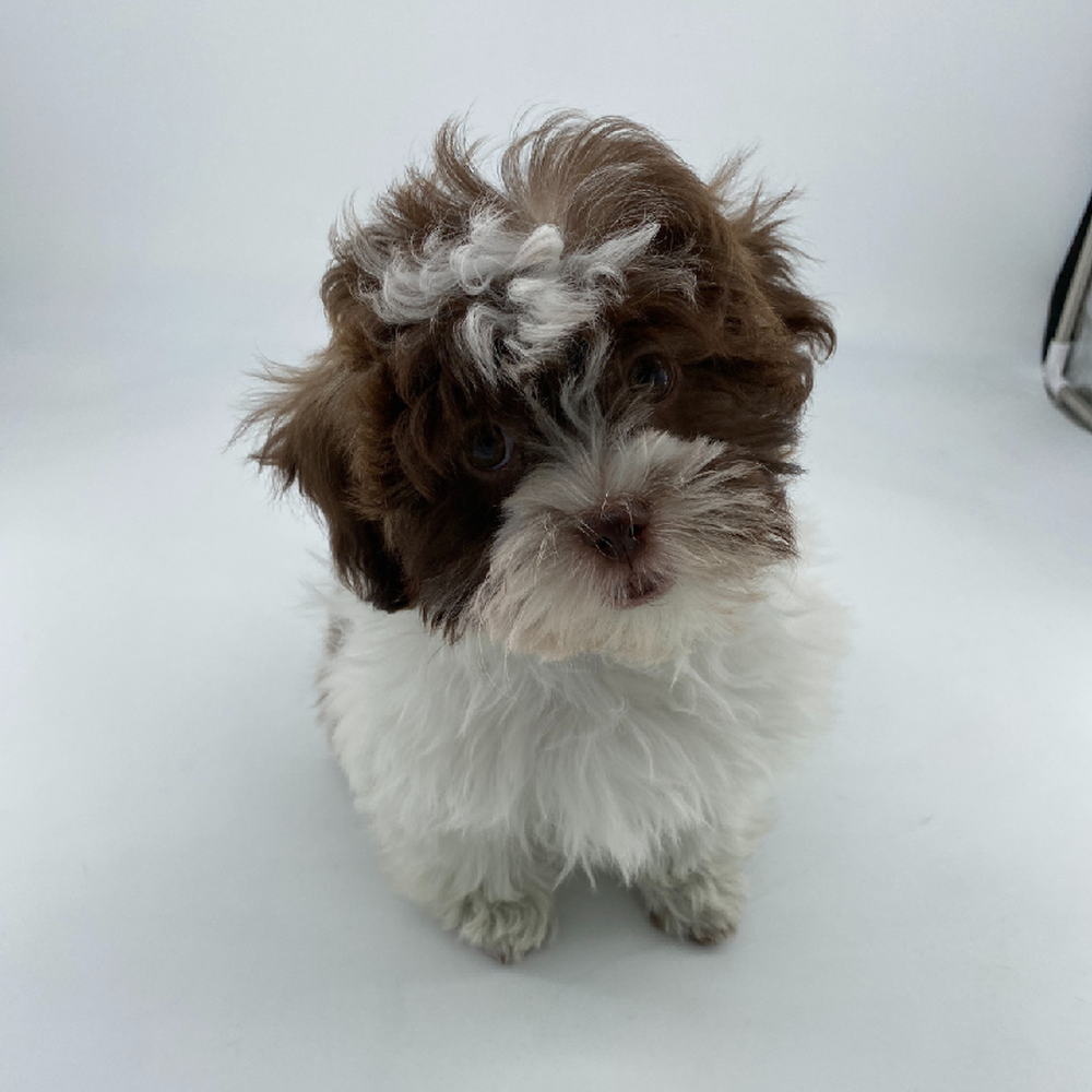 carousel pet images