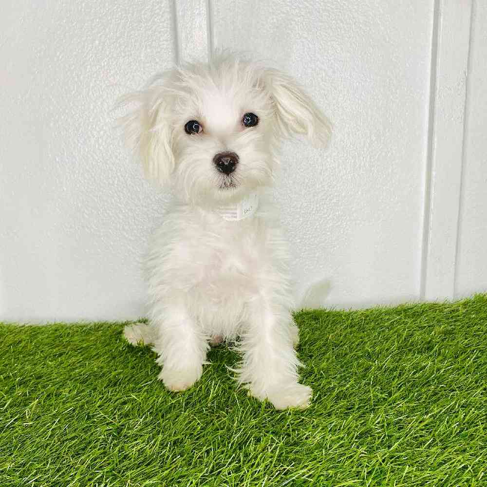 pet breed image