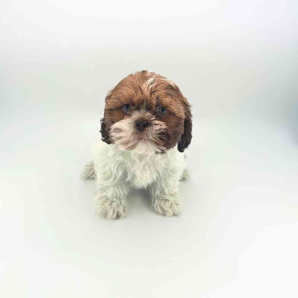 carousel pet images