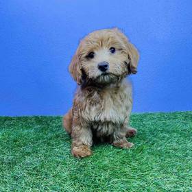 2nd Gen Mini Goldendoodle