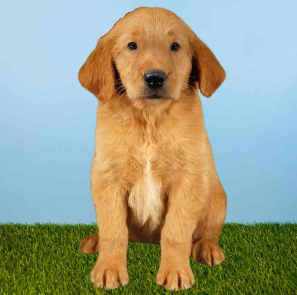 Golden Retriever Puppies for Sale Meridian