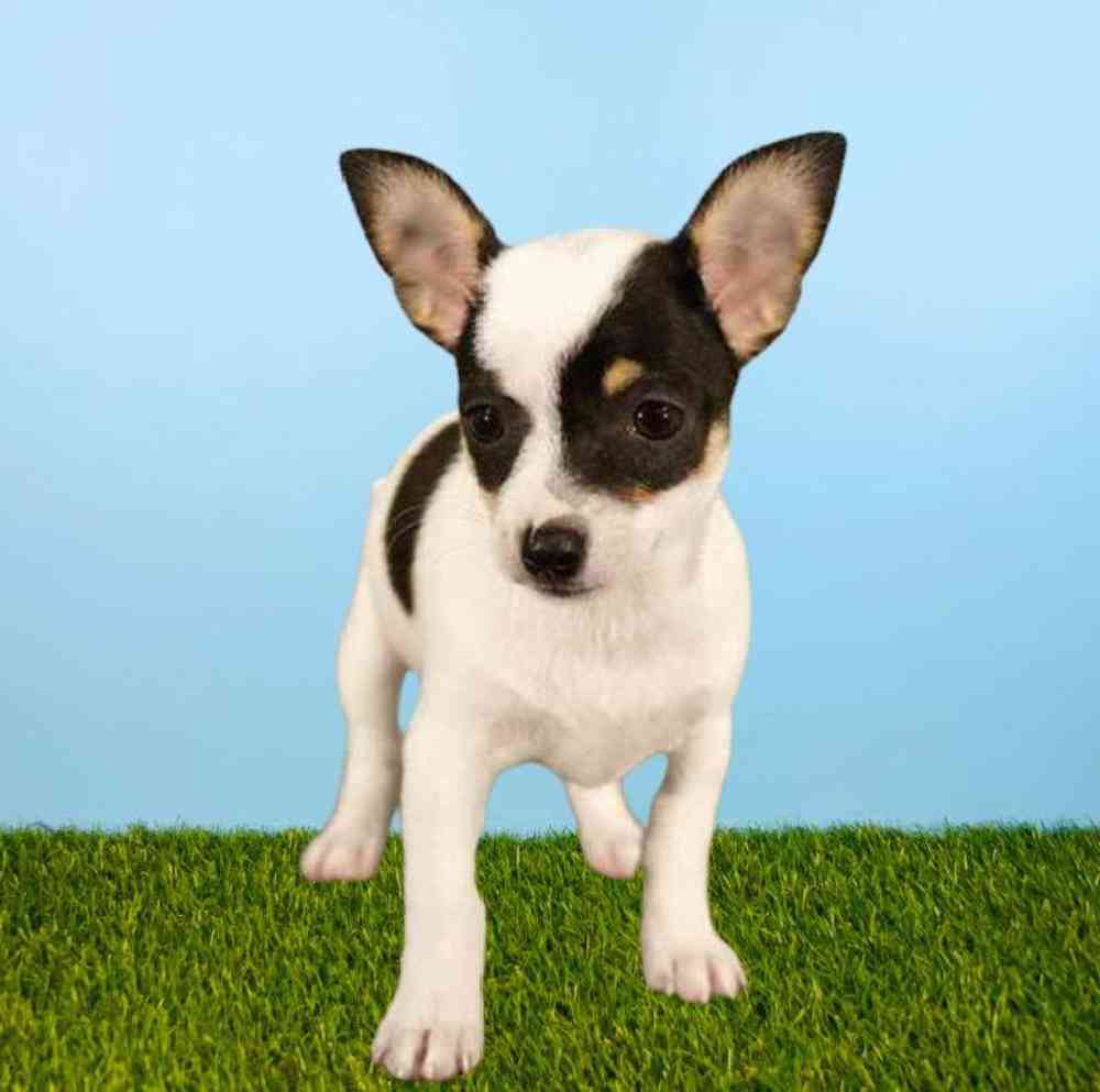 Female Chihuahua Puppy for Sale in Meridian, ID