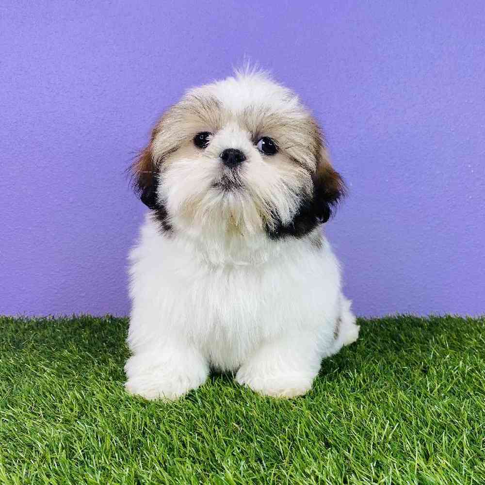 Female Shih Tzu Puppy for sale